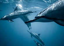 星空体育官网下载入口-加图索：纪念马拉多纳应该，但希望戴口罩